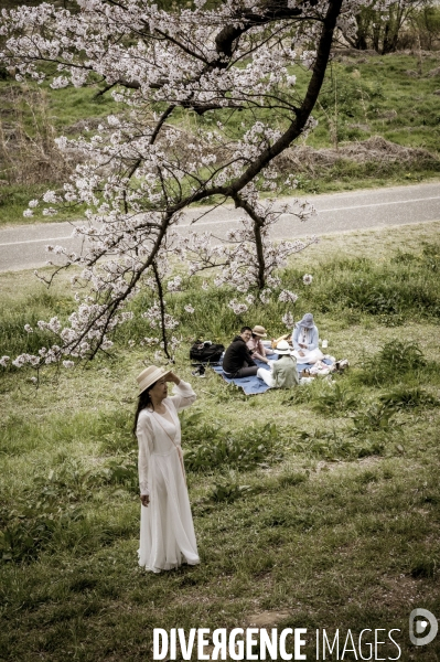 Cerisiers en fleurs au Japon,  tradition culturelle.