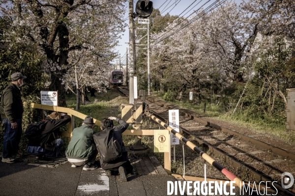 Cerisiers en fleurs au Japon,  tradition culturelle.