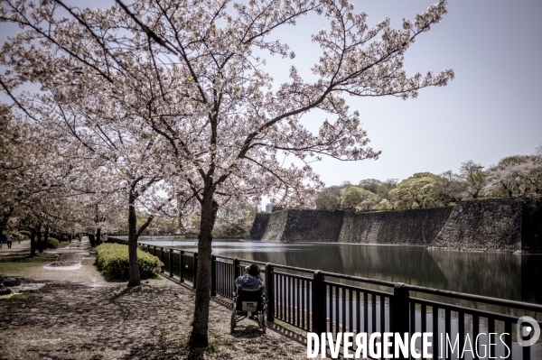 Cerisiers en fleurs au Japon,  tradition culturelle.