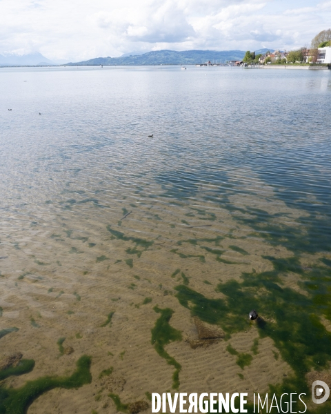 Secheresse lac de Constance - Allemagne