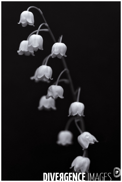 Muguet