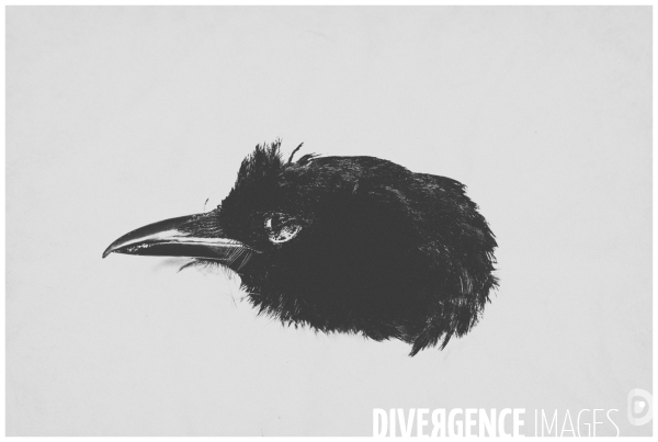 Piaf Story (dead head )