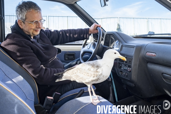 Arek, le goéland de compagnie
