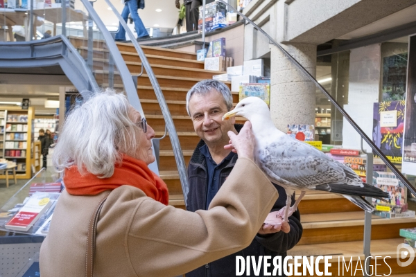 Arek, le goéland de compagnie