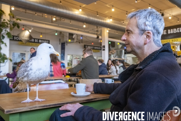 Arek, le goéland de compagnie