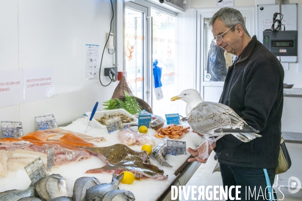Arek, le goéland de compagnie