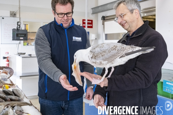 Arek, le goéland de compagnie