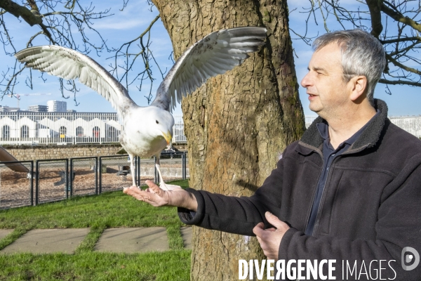 Arek, le goéland de compagnie
