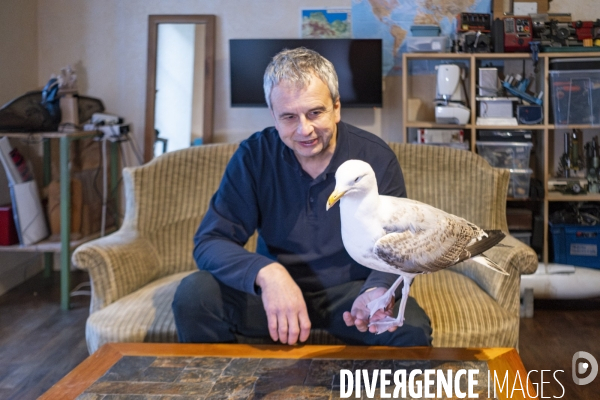 Arek, le goéland de compagnie