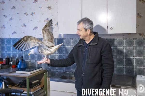 Arek, le goéland de compagnie