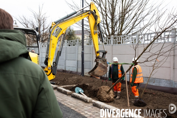 Premières plantations végétales