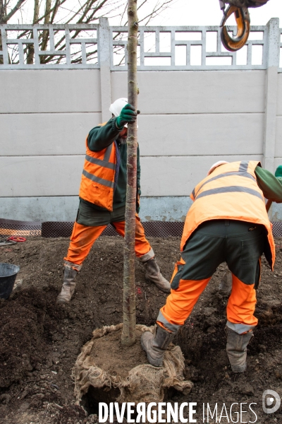 Premières plantations végétales
