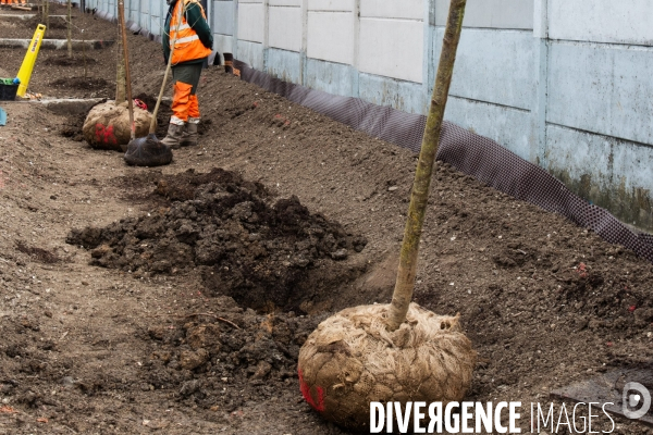 Premières plantations végétales