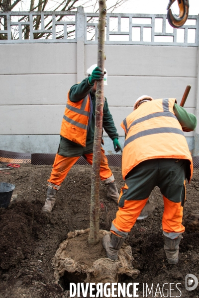 Premières plantations végétales