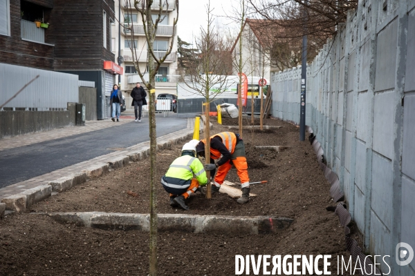 Premières plantations végétales