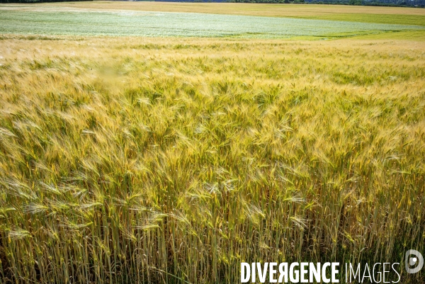 Epis de blé dans le vent