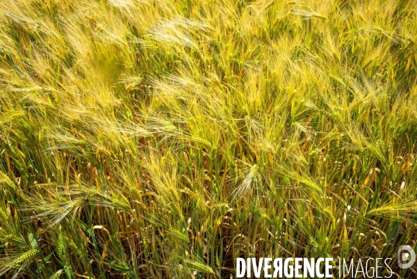 Epis de blé dans le vent