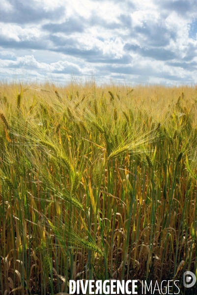 Epis de blé dans le vent