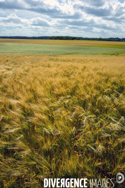 Epis de blé dans le vent