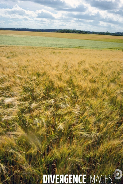 Epis de blé dans le vent