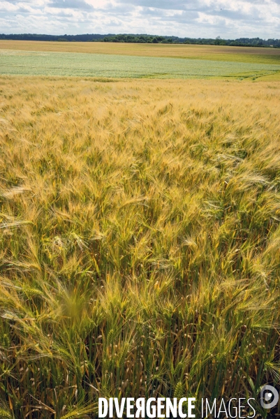 Epis de blé dans le vent