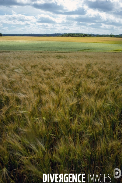 Epis de blé dans le vent