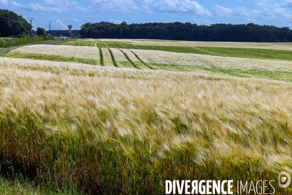 Epis de blé dans le vent