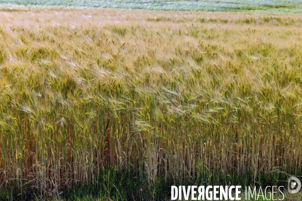 Epis de blé dans le vent