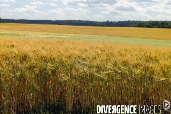 Epis de blé dans le vent