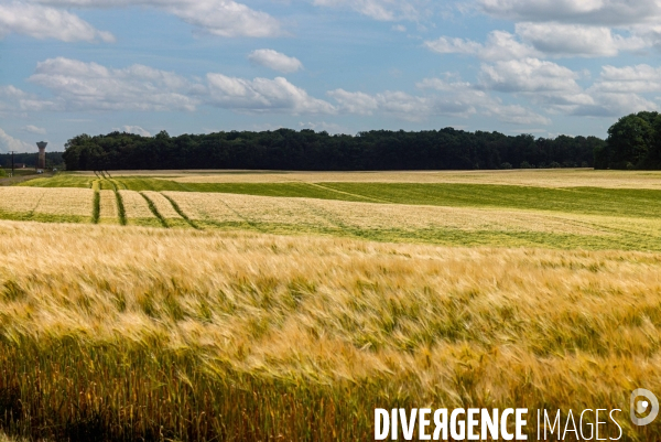 Epis de blé dans le vent