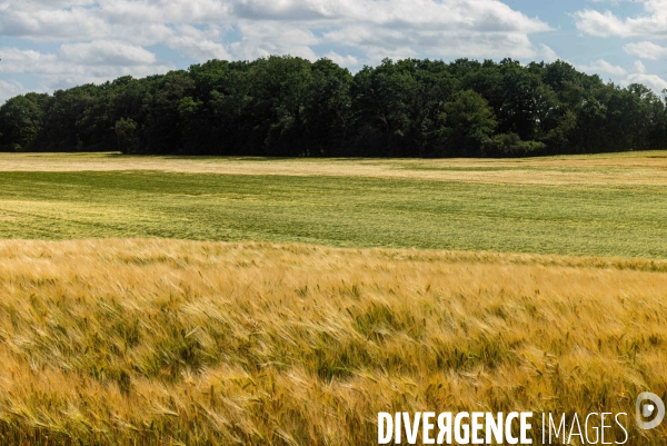 Epis de blé dans le vent