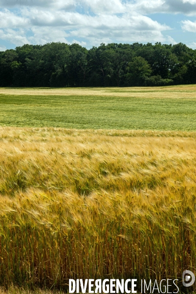 Epis de blé dans le vent