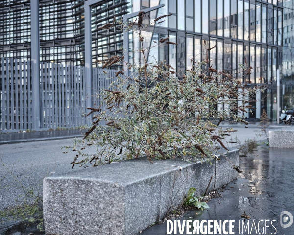 Un arbre à papillons rue Mstislav Rostropovitch, ZAC Clichy-Batignolles