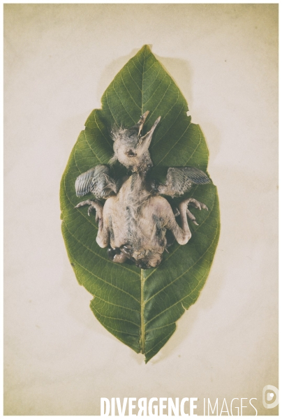 Piaf Story (nature morte)