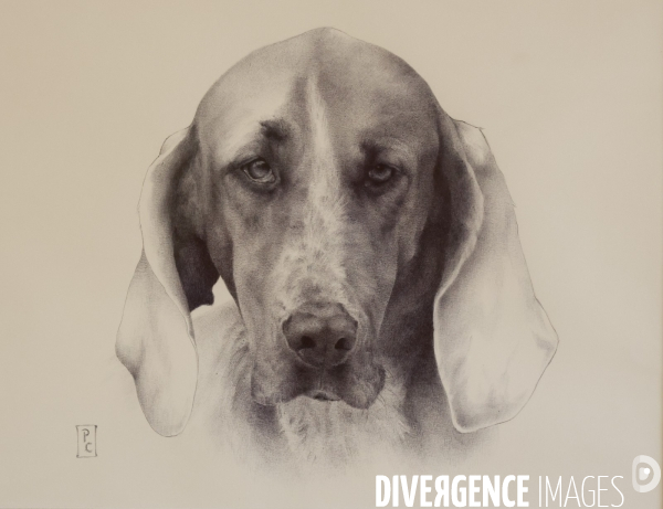 Premier musee du chien en france