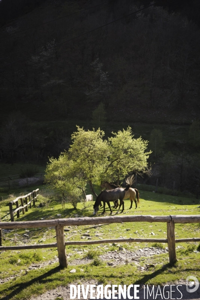 Chevaux