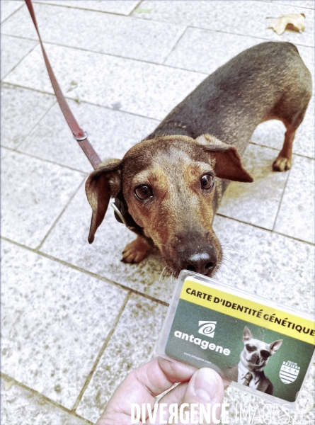 Identification Genetique Canine