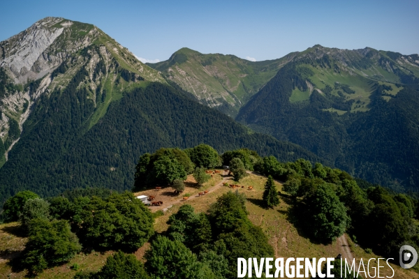 Le fromage dans le Massif des Bauges.