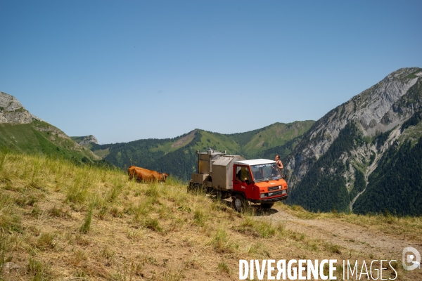 Le fromage dans le Massif des Bauges.