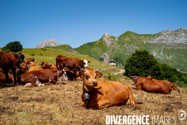 Le fromage dans le Massif des Bauges.