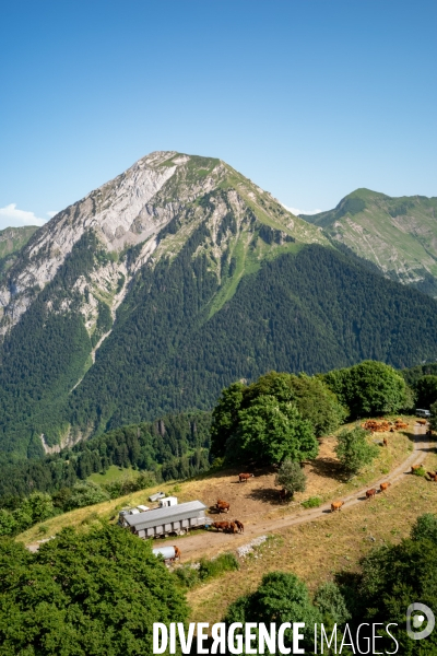Le fromage dans le Massif des Bauges.