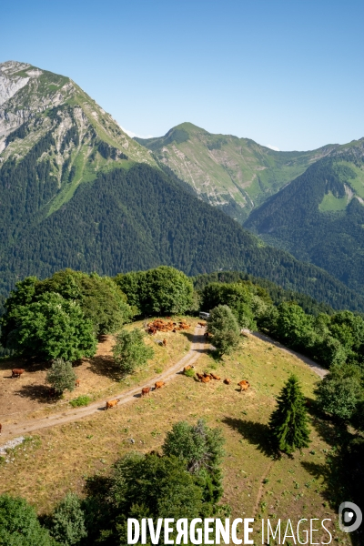 Le fromage dans le Massif des Bauges.