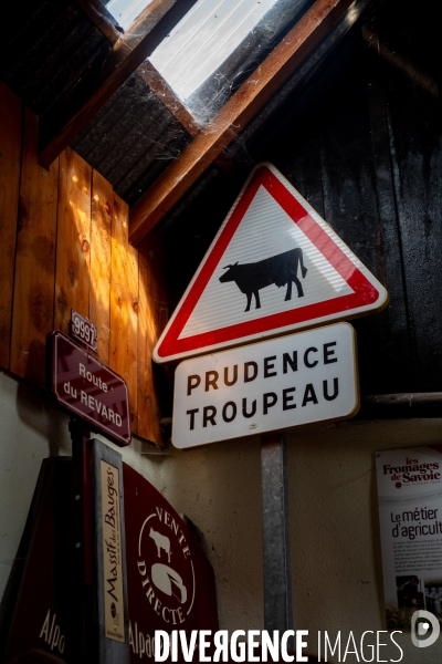Le fromage dans le Massif des Bauges.