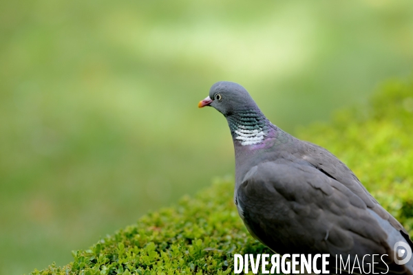 Pigeon