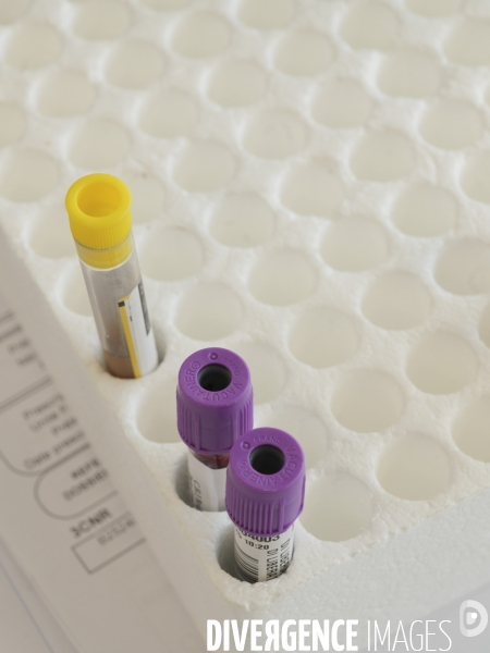 Centre national de reference des Arbovirus (CNR)