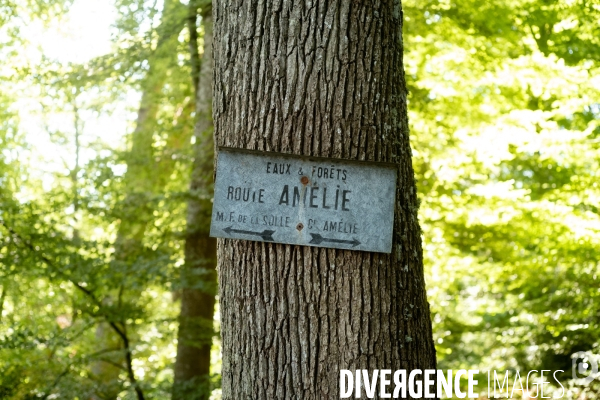 Reserve biologique de la forêt de Fontainbleau.