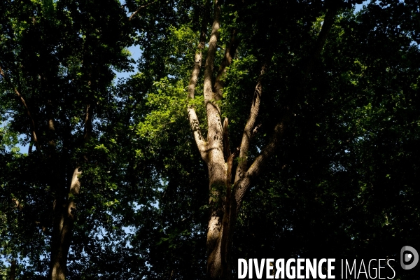 Reserve biologique de la forêt de Fontainbleau.