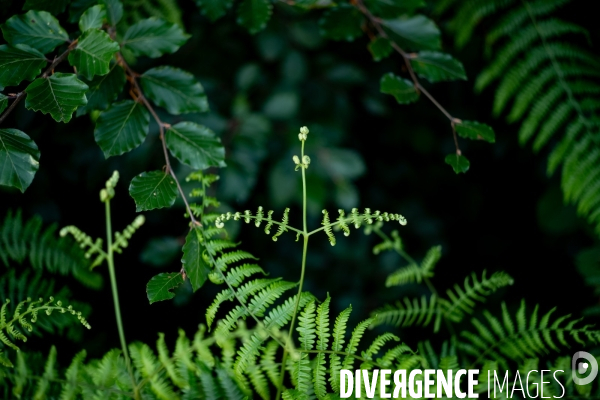 Reserve biologique de la forêt de Fontainbleau.