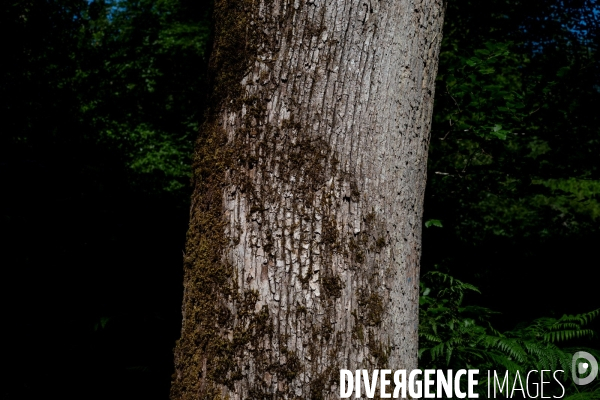 Reserve biologique de la forêt de Fontainbleau.