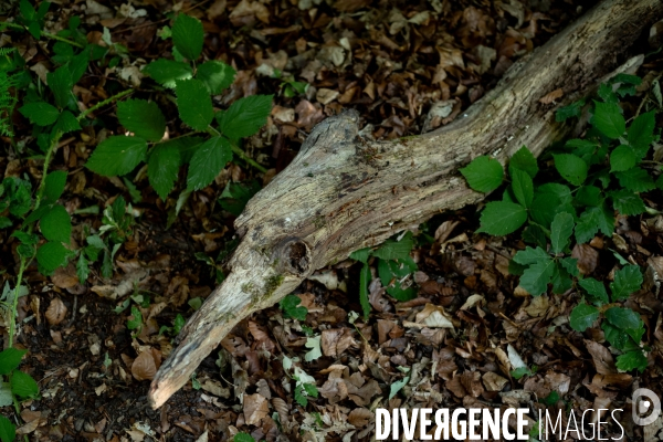 Reserve biologique de la forêt de Fontainbleau.